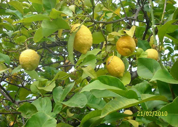 아파트 Dal Cavallaro